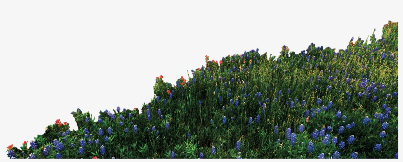 Have An - Bluebonnet, transparent png download