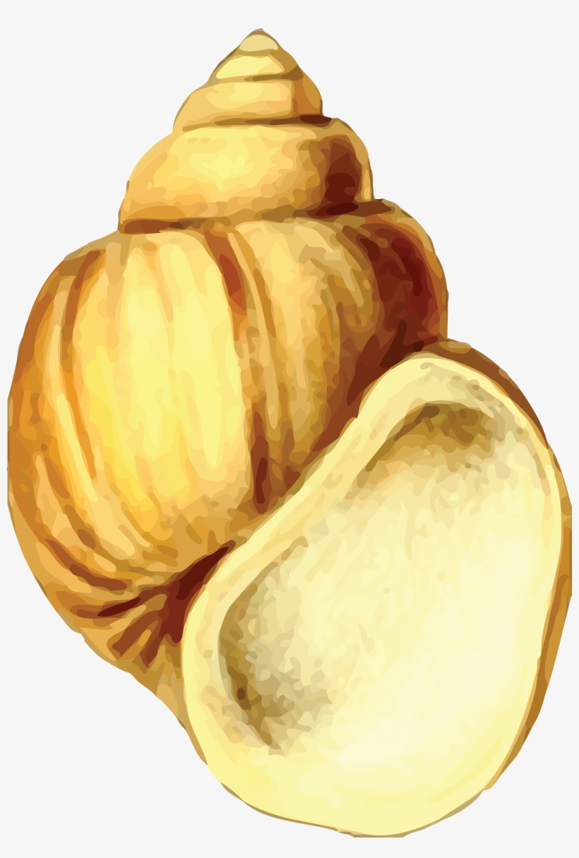 Free Clipart Of A Sea Shell - Sea Shell 19, transparent png download