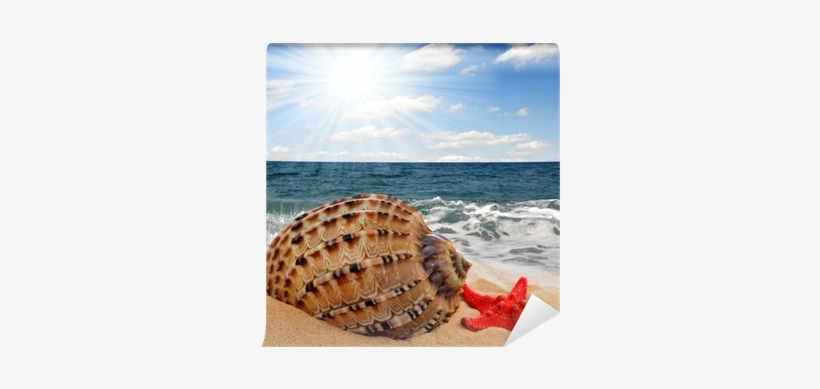 Conch Shell With Starfish On Beach Wall Mural • Pixers® - Seashell, transparent png download