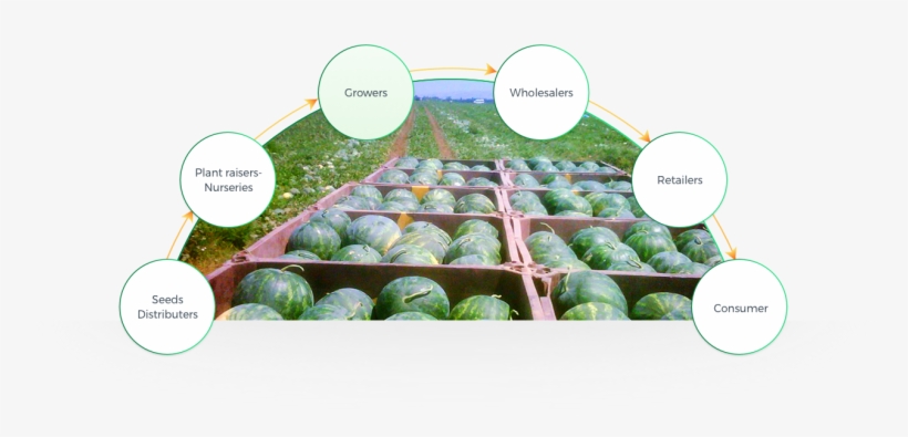 Origene Seeds Lead To A Significant Contribution For - Plantation, transparent png download