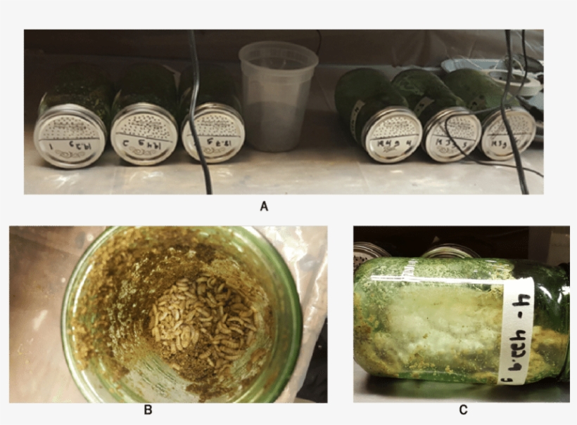 Mason Jars Containing Saturated Chickenfeed And Subjected - Black Soldier Fly, transparent png download