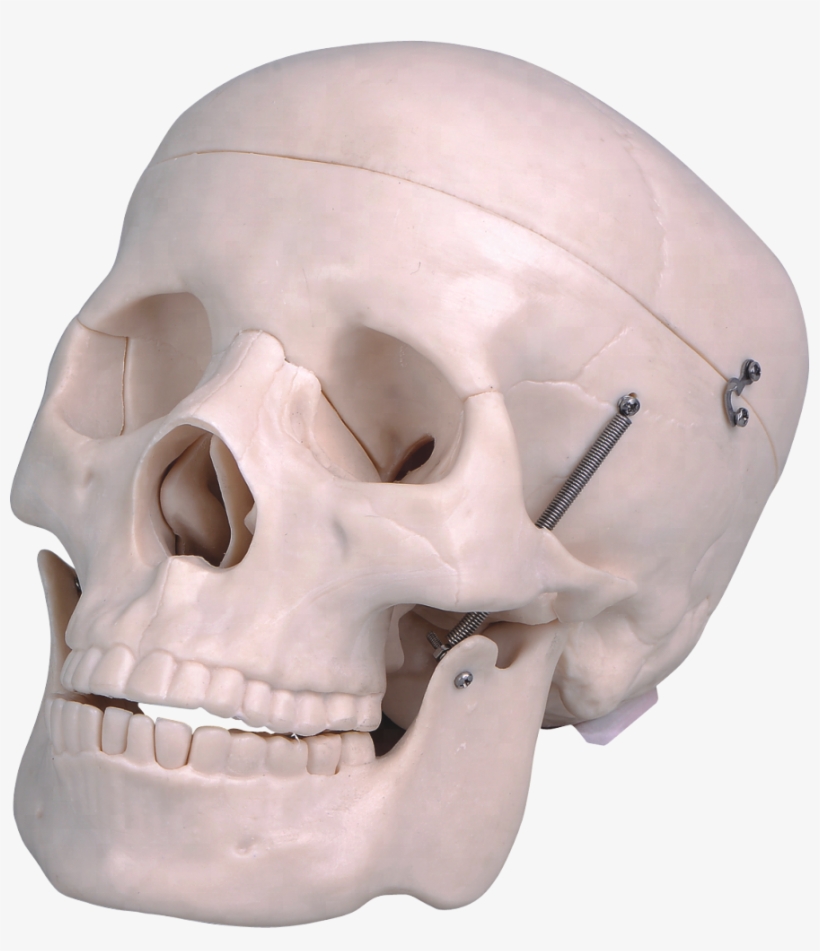 Life Size Plastic Human Skull - Human, transparent png download
