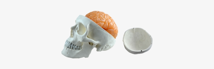Life Size Human Skull With 8 Parts Brain - Skull, transparent png download