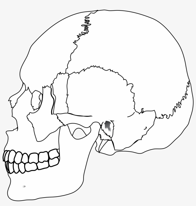 Open - Diagram Of Jaw Bone, transparent png download