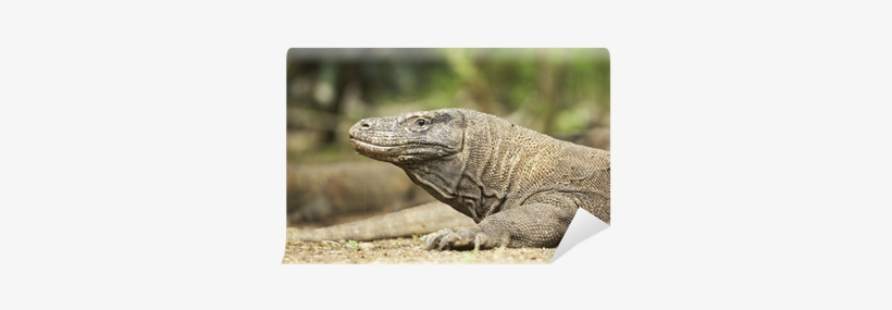 Komodo Dragon, transparent png download