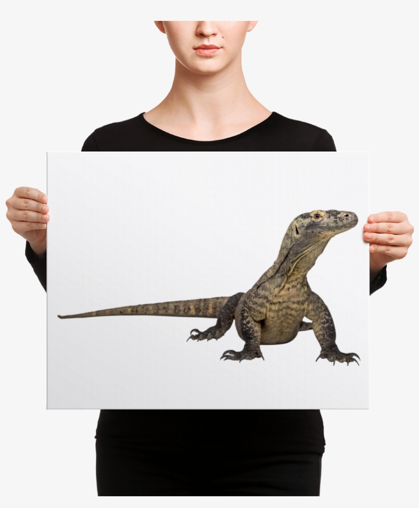 Komodo-dragon Canvas - Mauro Picotto: Deep Lounge Cd, transparent png download