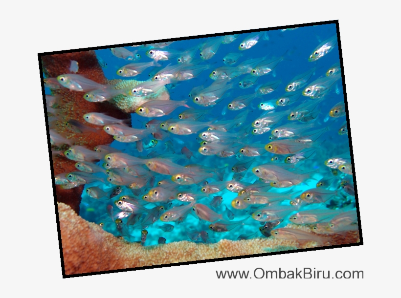 Komodo National Park 8th- 15th September - Display Device, transparent png download