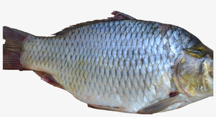What The Sages Knew About Fish - See Fish Png, transparent png download