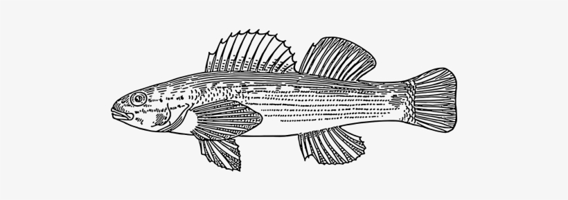 Vector - ปลา ขาว ดำ, transparent png download
