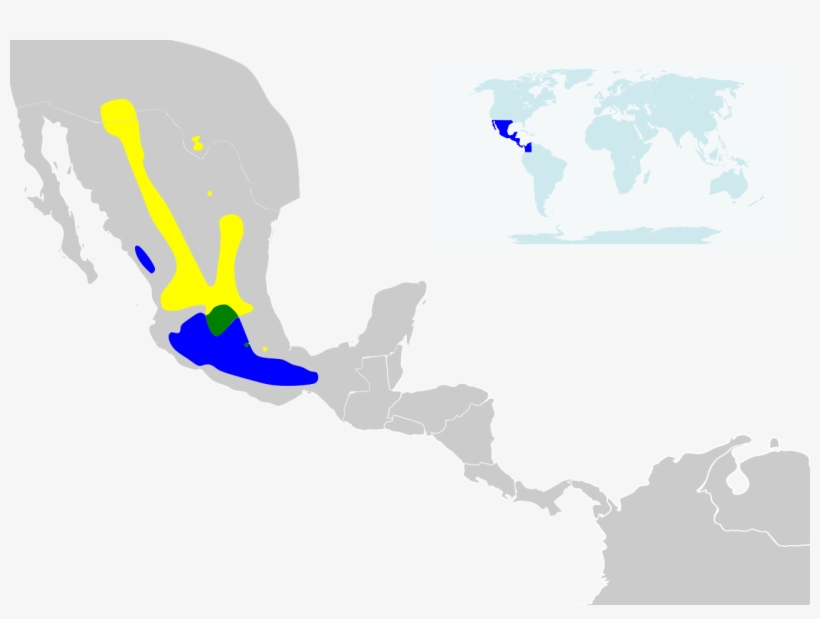 Calothorax Lucifer Map - Emerald Chinned Hummingbird Range Map, transparent png download