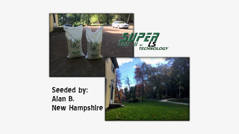 Alan's Lawn Renovation Video Rated - Canoe Birch, transparent png download