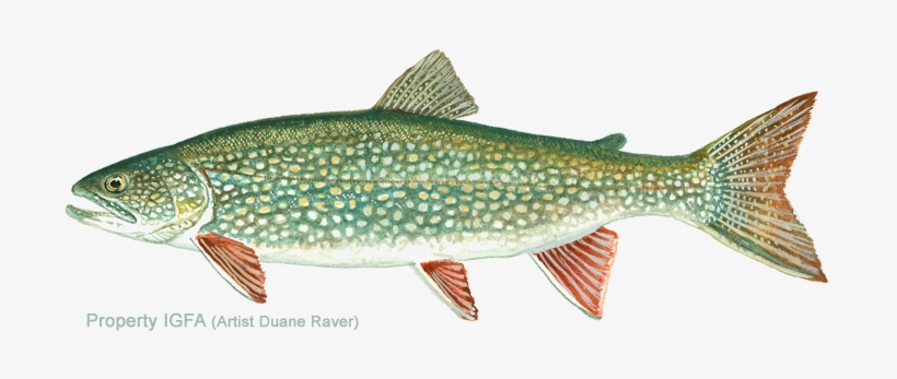Great Lakes Trout, transparent png download