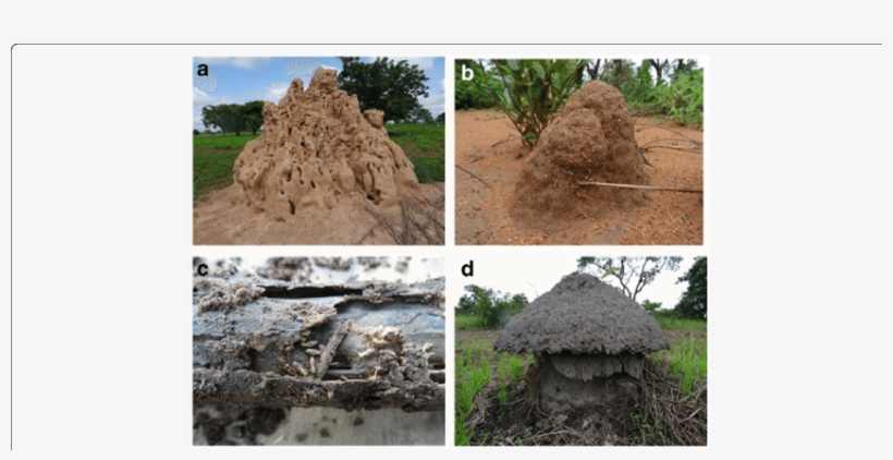 The Four Types Of Mounds Of Termite Pests Recognized - Mound-building Termites, transparent png download