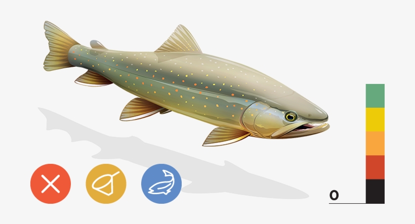 Bull Trout - Bull Trout Above, transparent png download