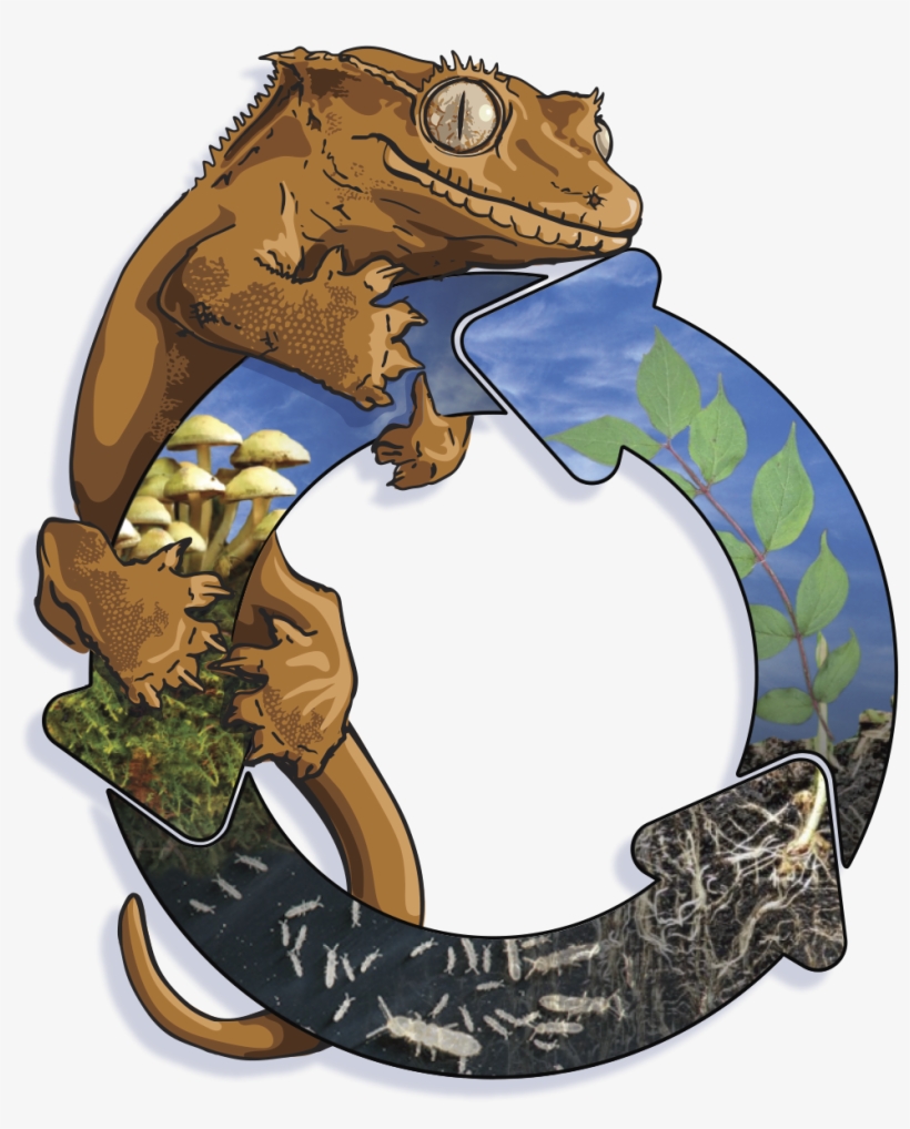 crested gecko bioactive kit