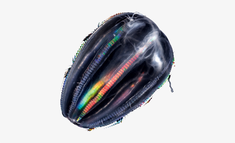 Iridescent Ctenophores, transparent png download
