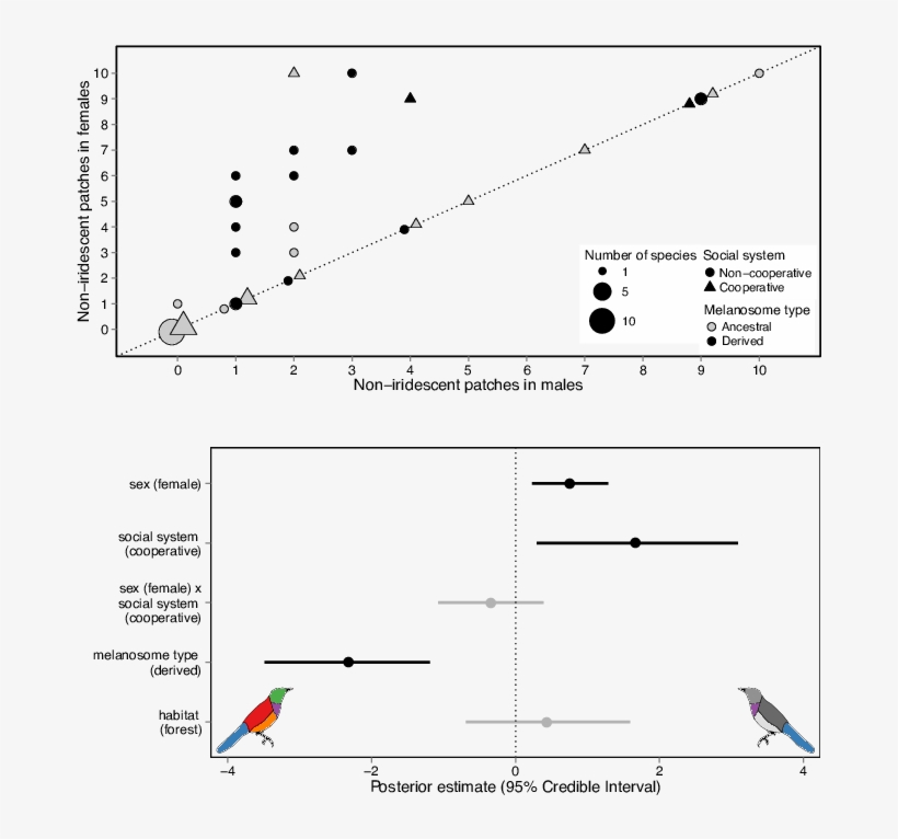 The Evolution Of Iridescence In African Starlings - Diagram, transparent png download