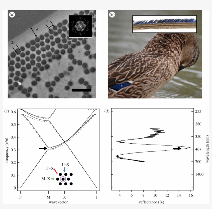 Feather Nanostructure And Colour-producing Mechanism - Feather, transparent png download