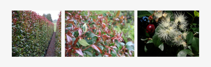 3 Images Of Lilly Pillies - Common Lilly Pilly, transparent png download