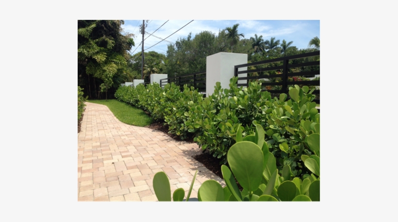 A 60 Ft Long Hedge Requires 20 Clusia 15gl Or 30 Clusia - Yard, transparent png download