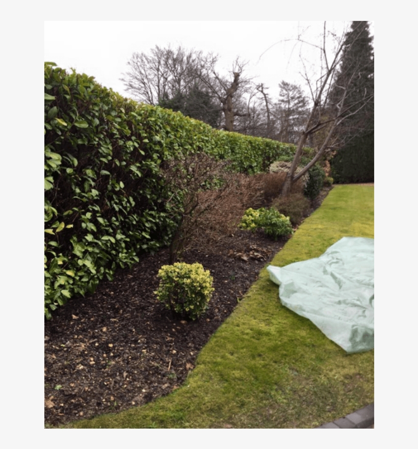 Chalfont & Gerrards Cross Tree Surgery & Hedge Specialists, - Hedge, transparent png download