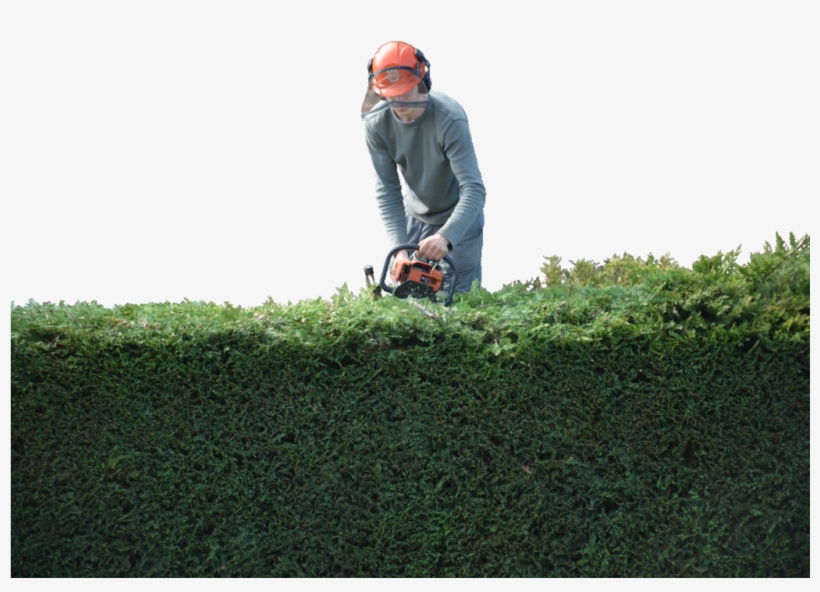 Wallwork & Co - Hedge, transparent png download