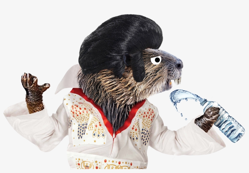 We Also Created The Title Sequence Using A Suitably - Punxsutawney Phil, transparent png download