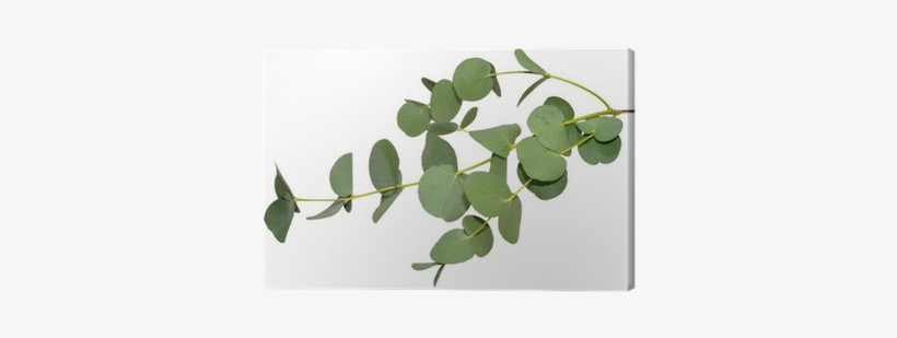 Eucalyptus Leaves, transparent png download