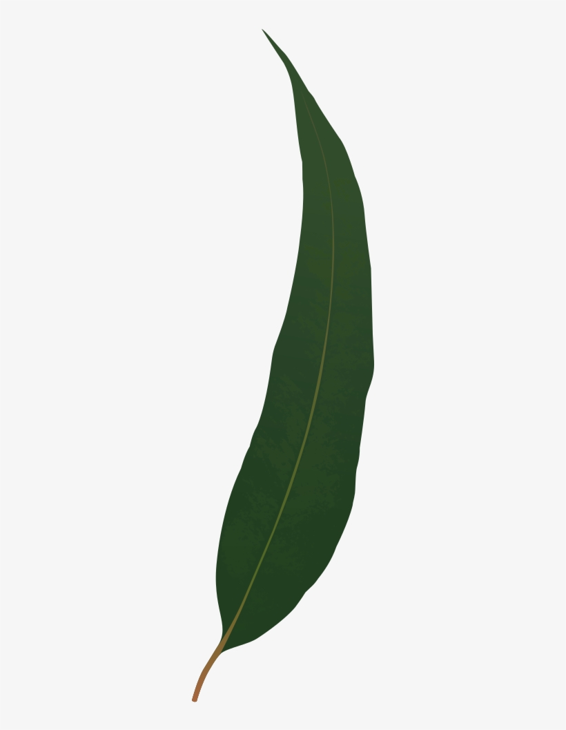 Gum Leaves Png - Tree, transparent png download