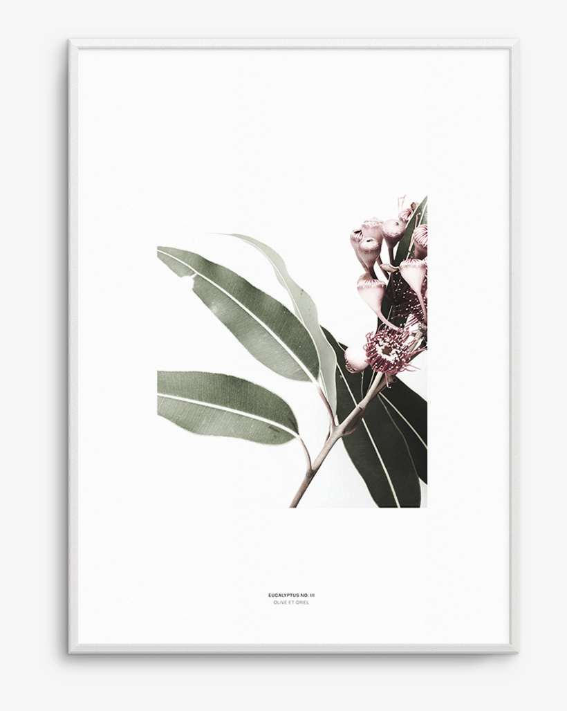 Eucalyptus No - - Flowering Gum Artprint, transparent png download