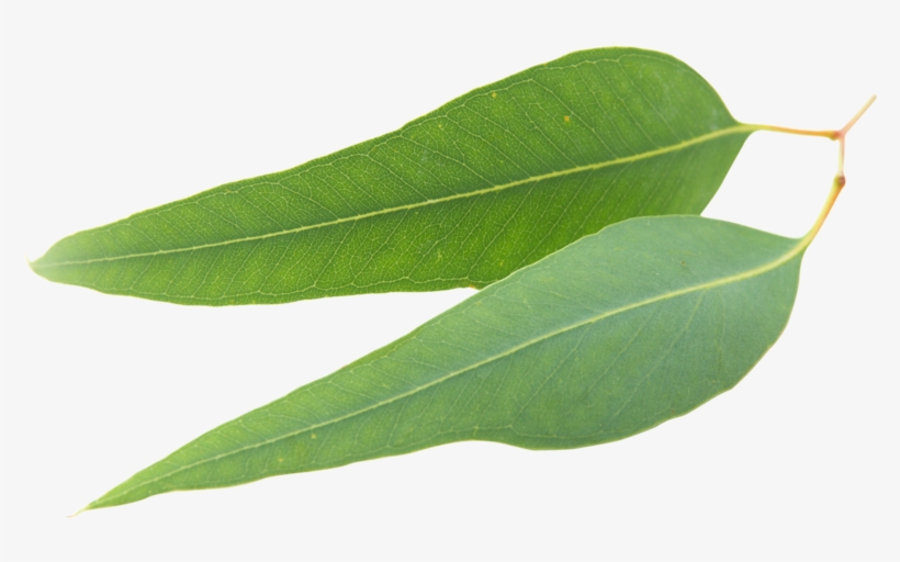 Clear Revive Eucalyptus Essential Oil I - Eucalipto Fondo Blanco, transparent png download