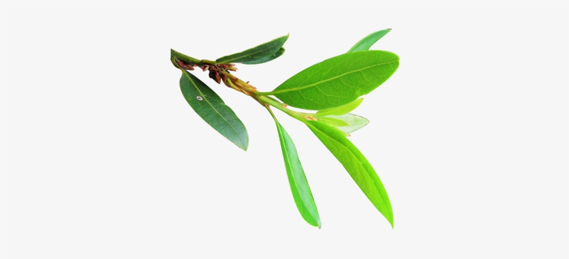 Bay Leaf, transparent png download