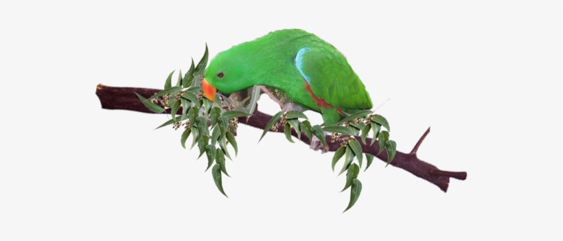 Diet Information - Parrot On Tree Png, transparent png download