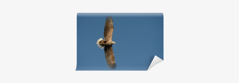 Hawk, transparent png download