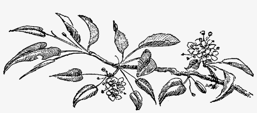 Botanical Art Image Hyacinth Flower Illustration Png - Drawing, transparent png download