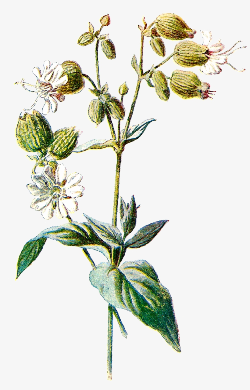 Vintage Flower Illustration Png - Antique Print Of Old Wild Flower Bladder Campion Color, transparent png download