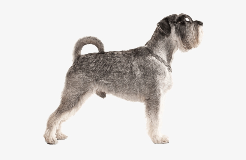 Appearance Of Miniature Schnauzer - Miniature Schnauzer Png, transparent png download