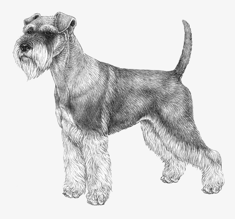 Schnauzer, Miniature - Norwegian Elkhound Outline, transparent png download