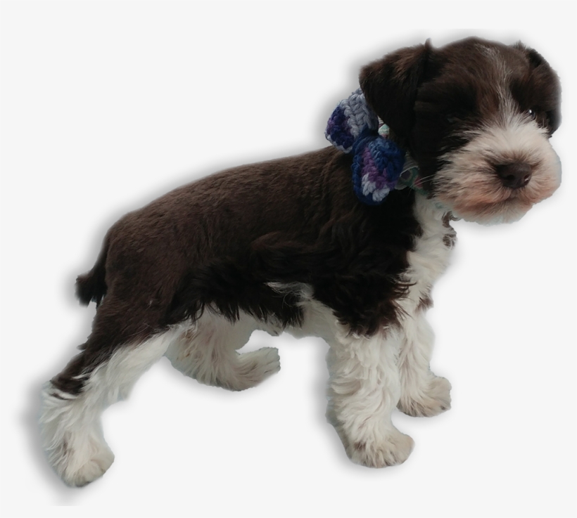 Puppy-schnauzer - Companion Dog, transparent png download