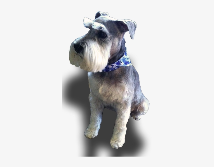 Schnauzer - Standard Schnauzer, transparent png download