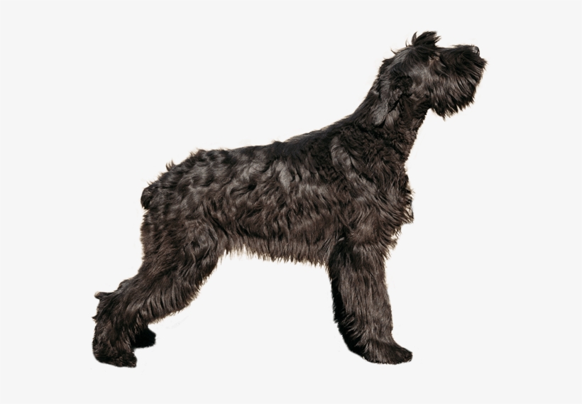 Appearance Of Giant Schnauzer - Giant Schnauzer, transparent png download