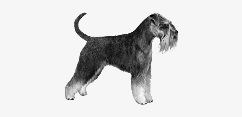 Standard Schnauzer - B&w - Standard Schnauzer, transparent png download