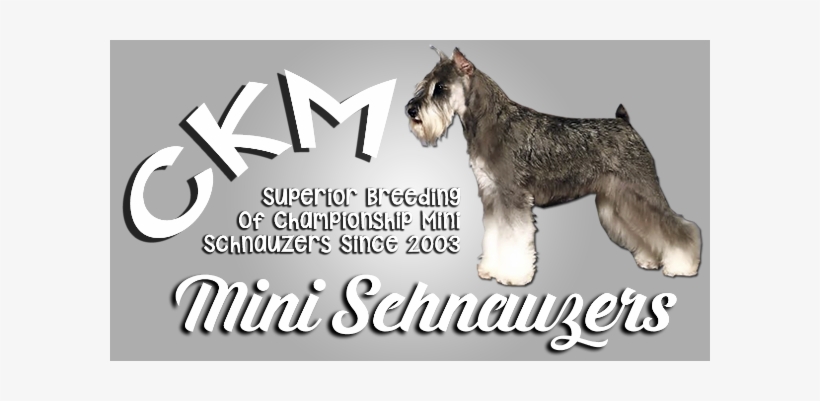 *ckm Miniature Schnauzers Are My Sister's Beautiful - Standard Schnauzer, transparent png download
