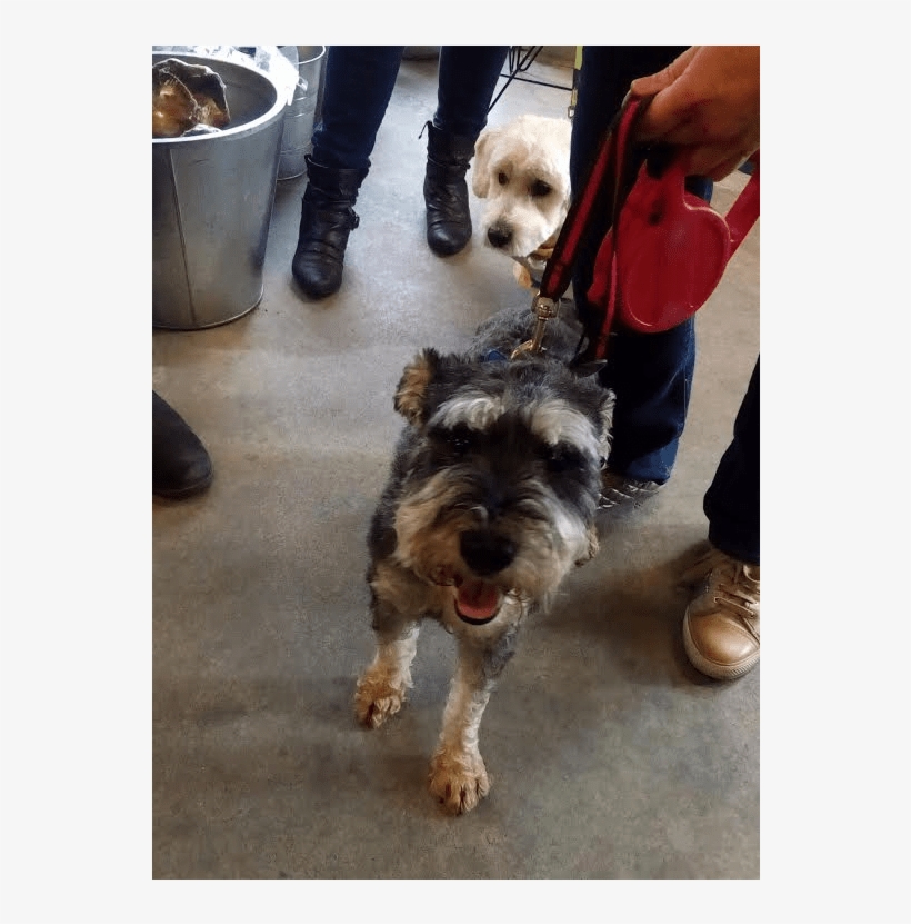 This Is Rambo, He Is A 3 Year Old Schnauzer And A Neutered - Miniature Schnauzer, transparent png download