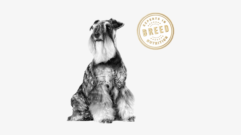 Health Is Unique For Each Breed - Miniature Schnauzer, transparent png download