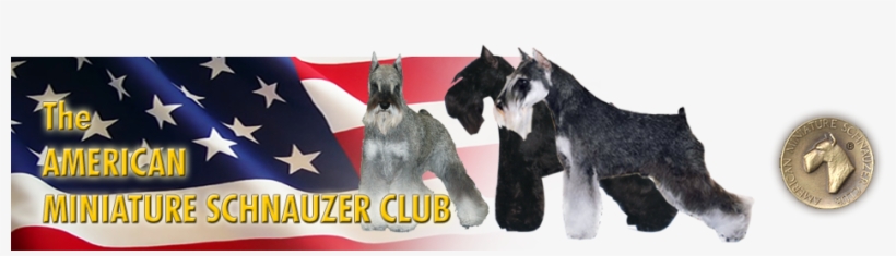 Contacts - Black Miniature Schnauzer Montgomery, transparent png download