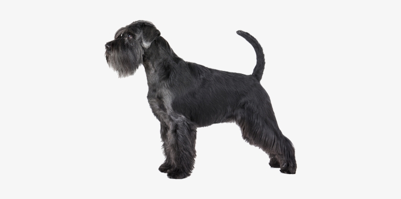 The Miniature Schnauzer Is A Lovable Rascal In Gentleman's - Schnauzer Dog, transparent png download