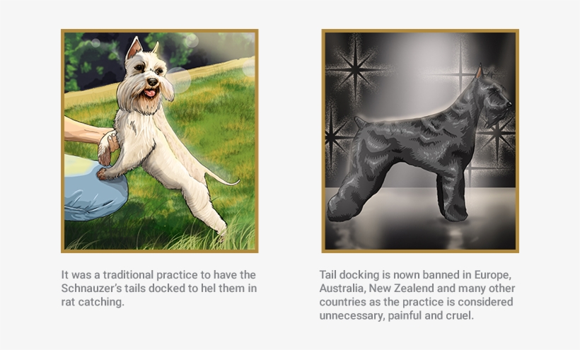 Miniature Schnauzer, transparent png download