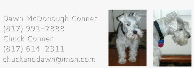 We Have Owned And Loved Schnauzers For Over 25 Years - Schnauzer, transparent png download