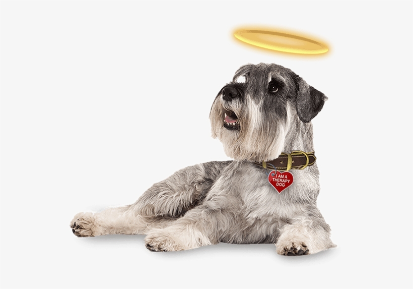 Be An Angel - Miniature Schnauzer, transparent png download